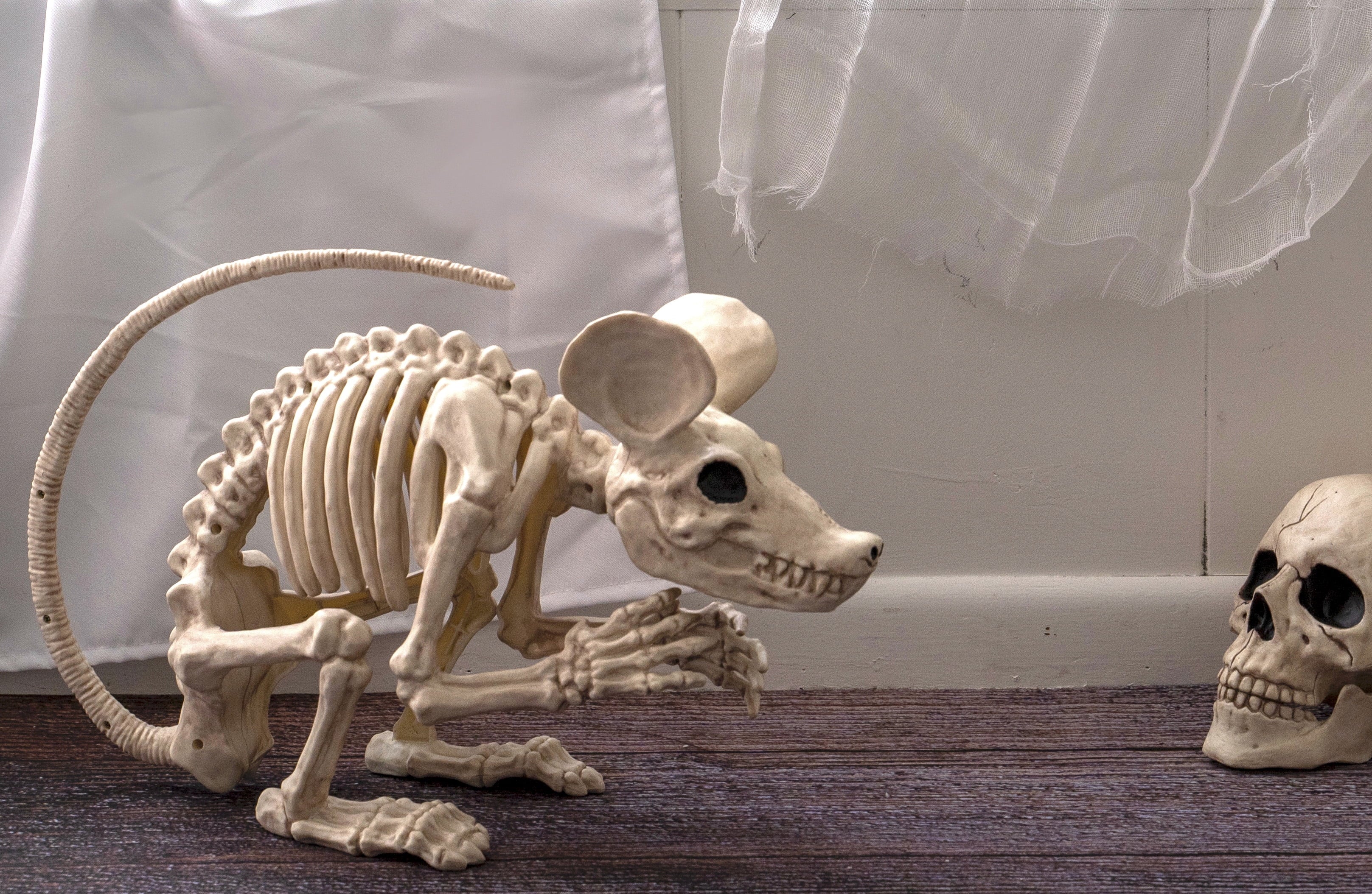 Rat Attack Giant Skeleton Rat Halloween Decoration, 20 Inches